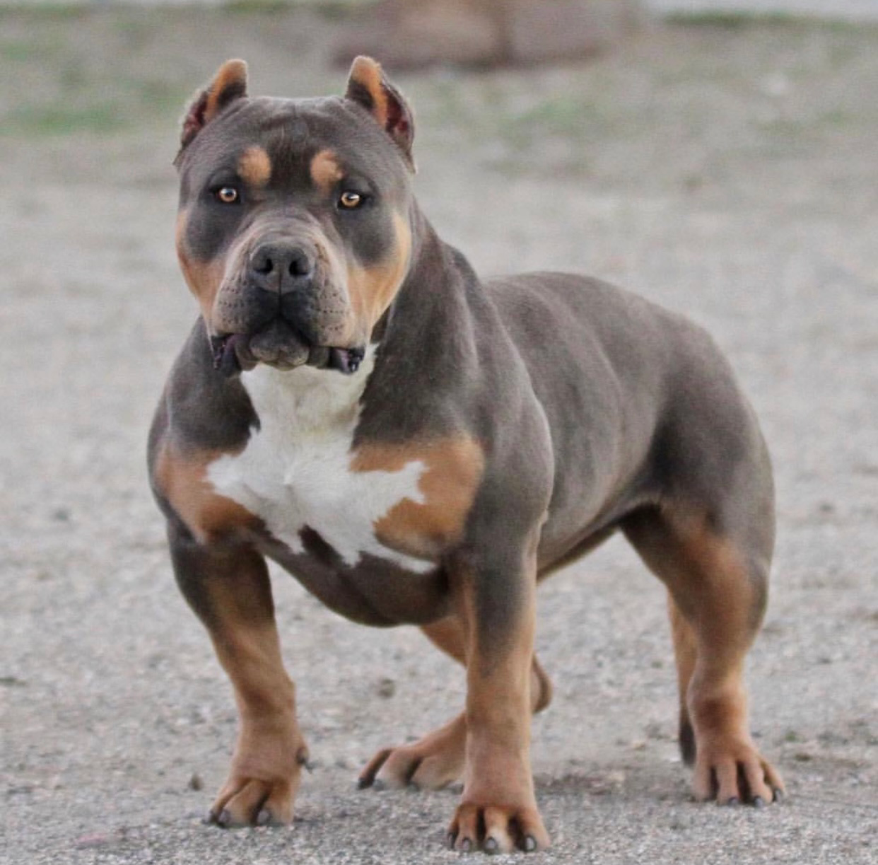 Dog Featured Image