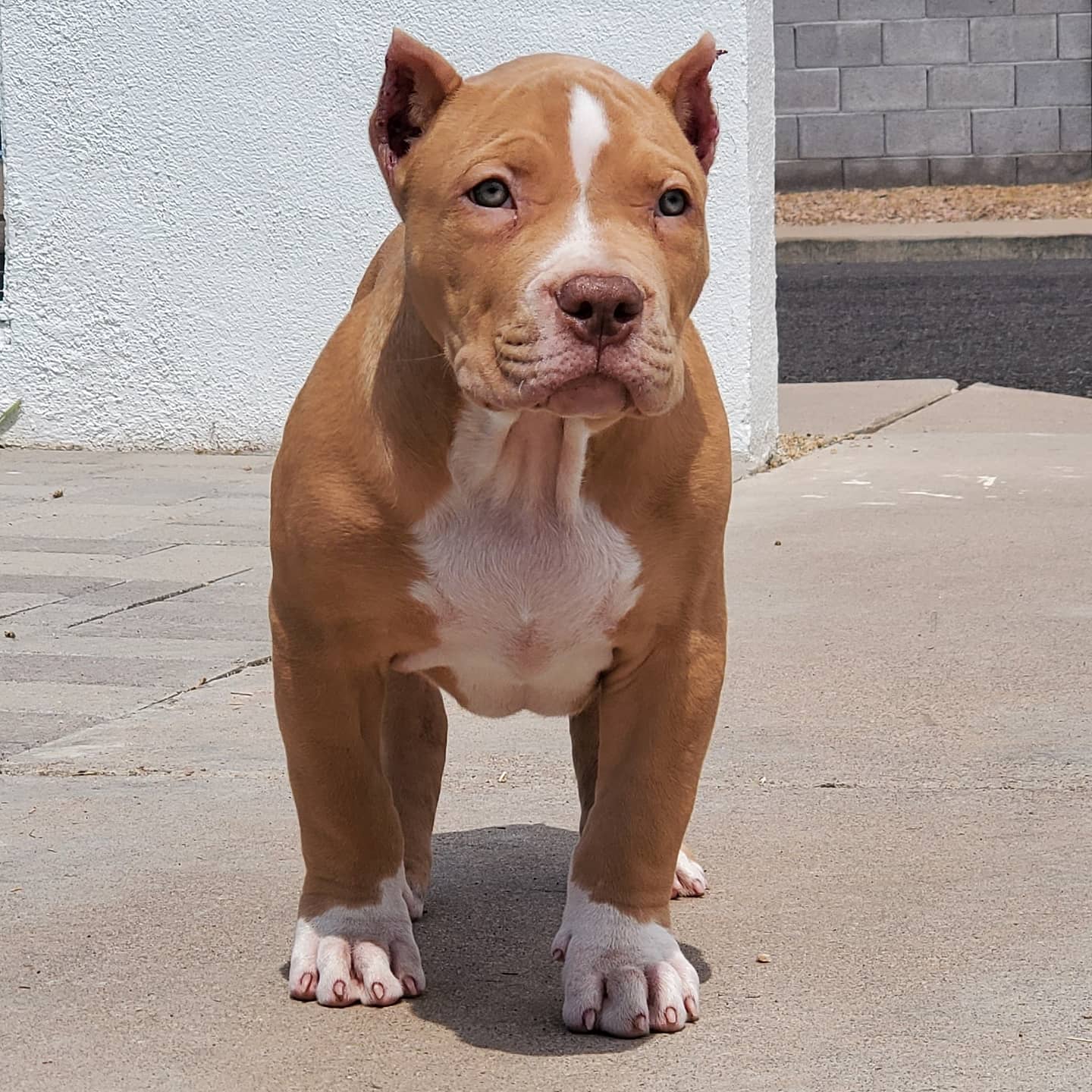Dog Featured Image
