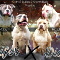 Dog Featured Image