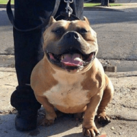 Dog Featured Image