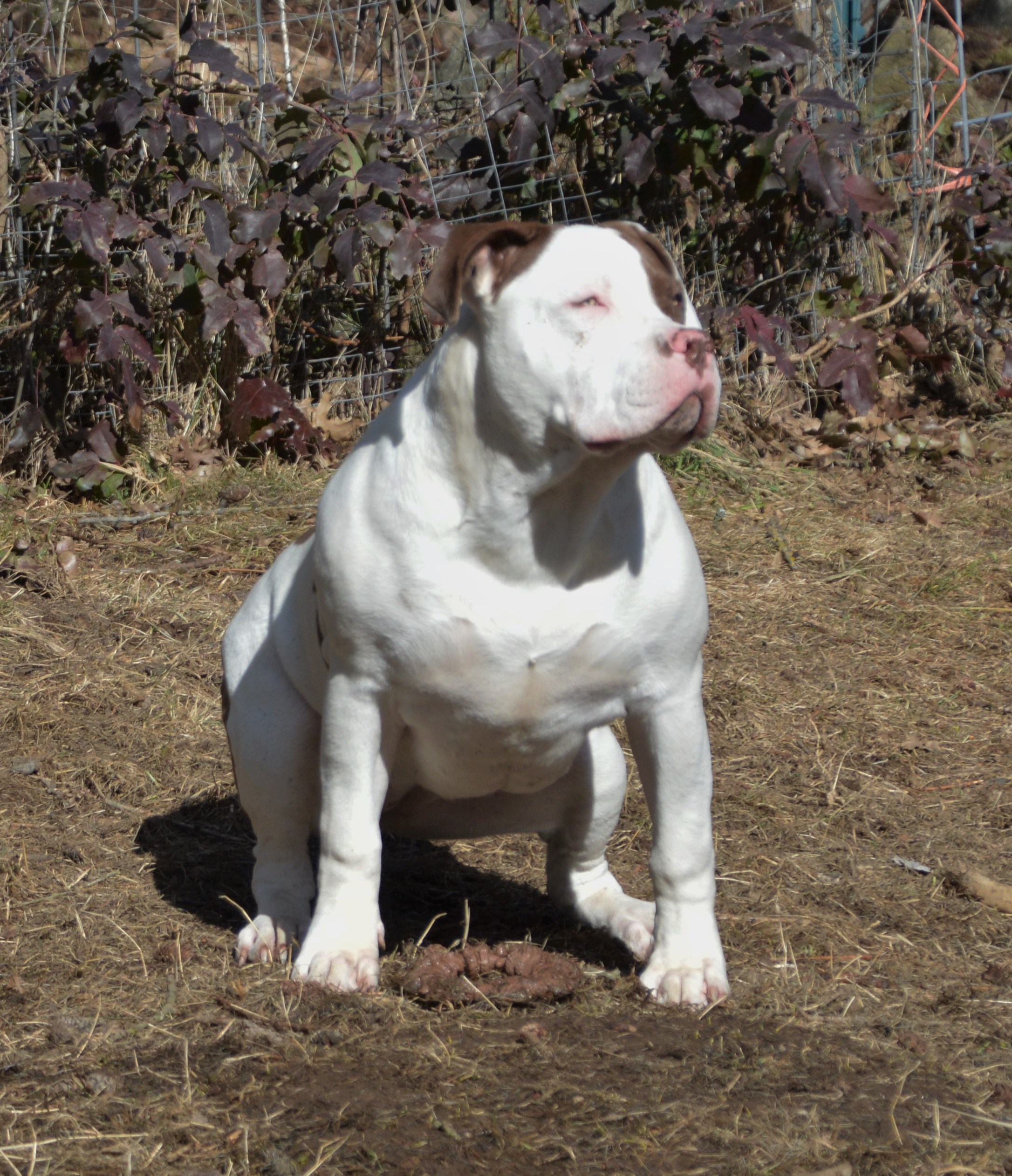 Dog Featured Image