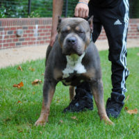 Dog Featured Image