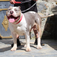 Dog Featured Image