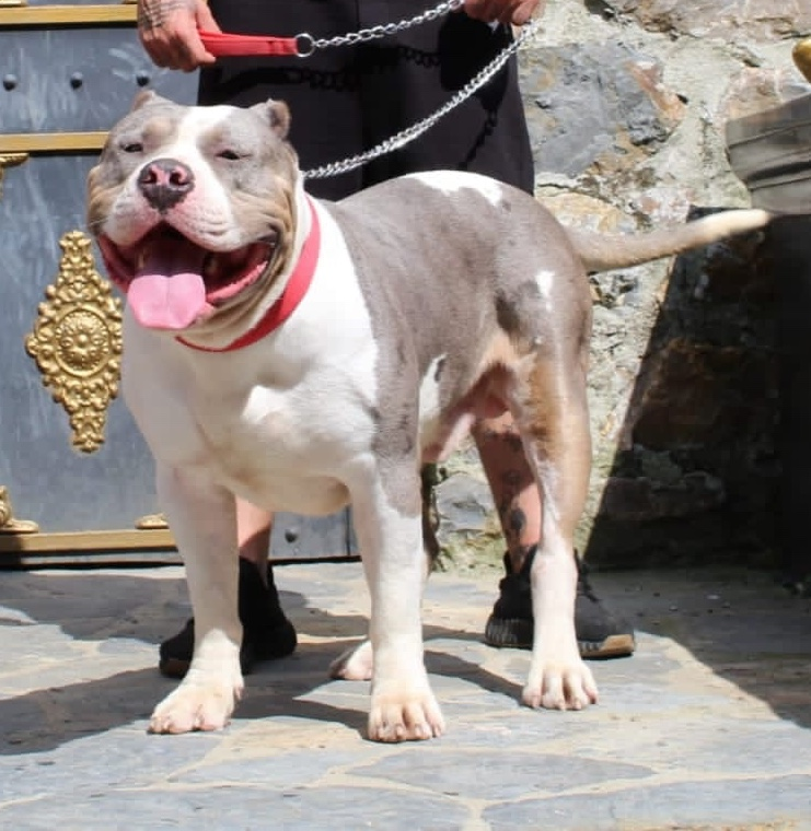 Dog Featured Image