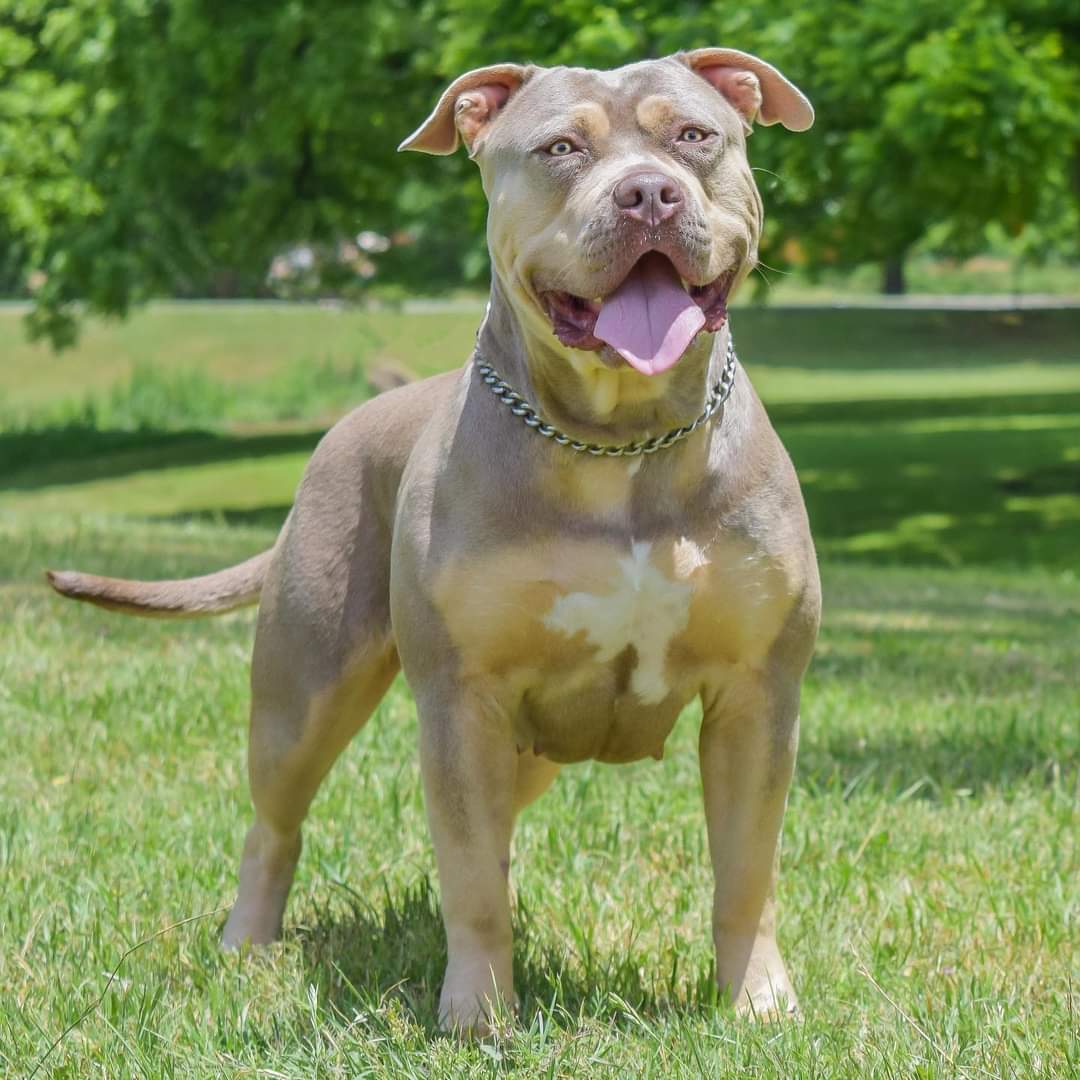 Dog Featured Image