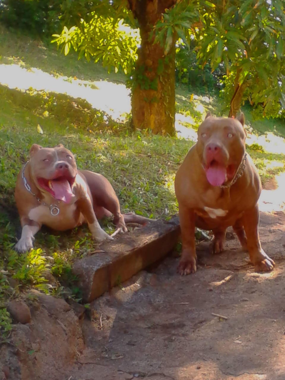 Dog Featured Image