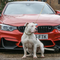 Dog Featured Image
