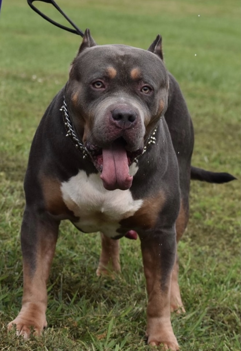 Dog Featured Image