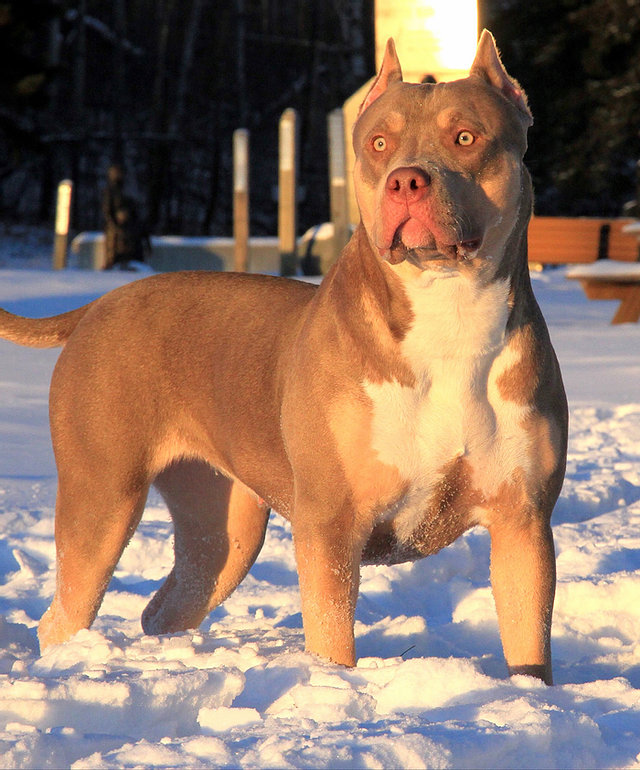 Dog Featured Image