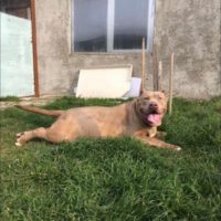 Dog Featured Image