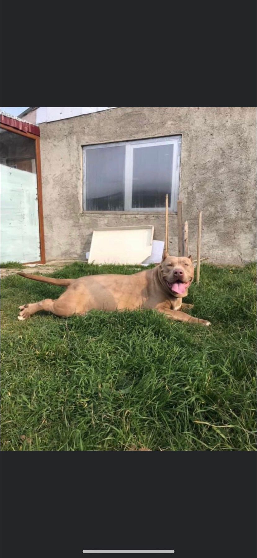 Dog Featured Image