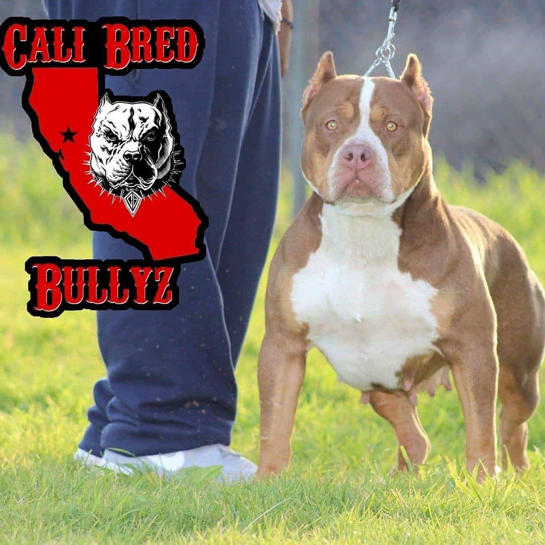 Dog Featured Image
