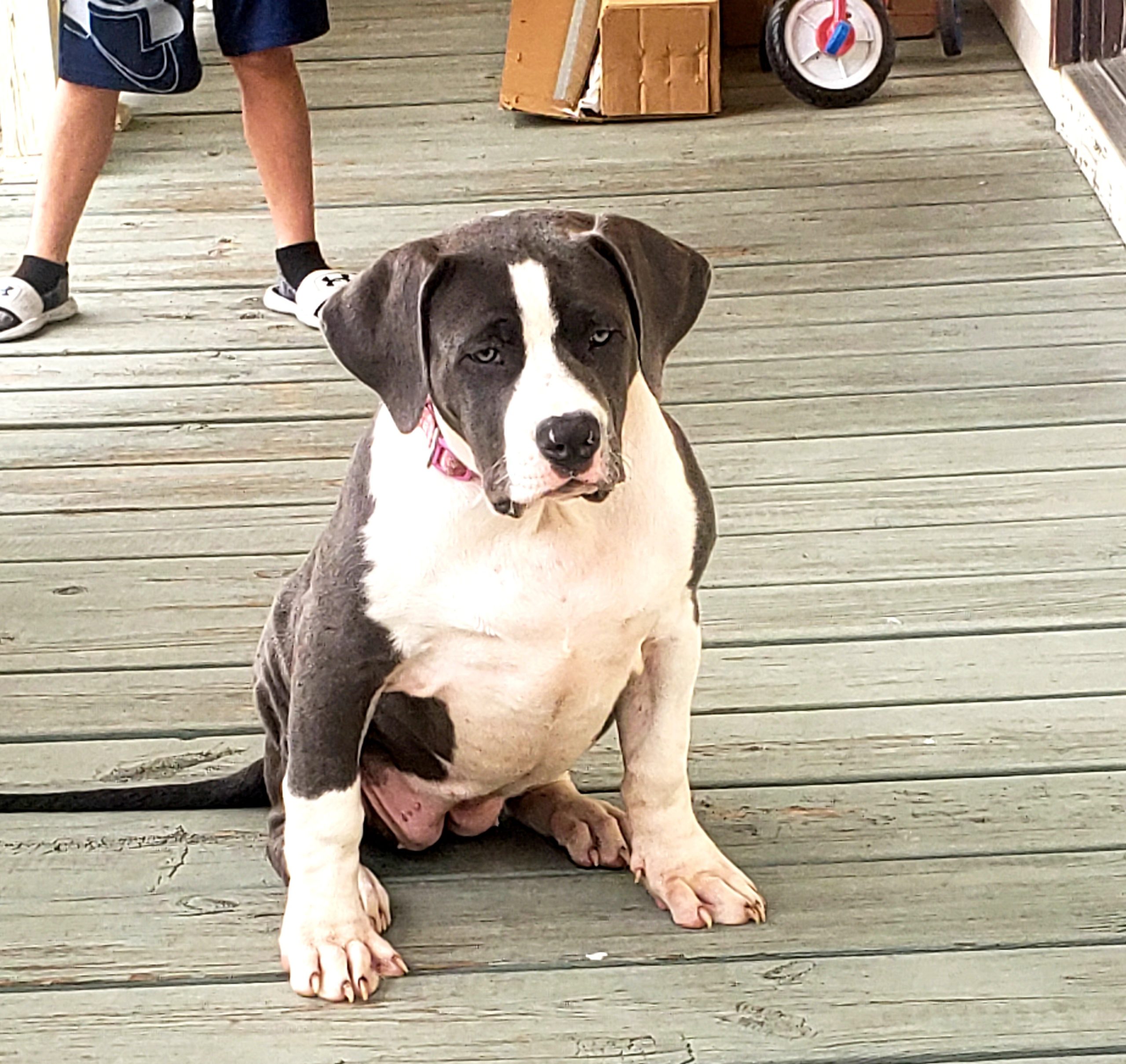 Dog Featured Image