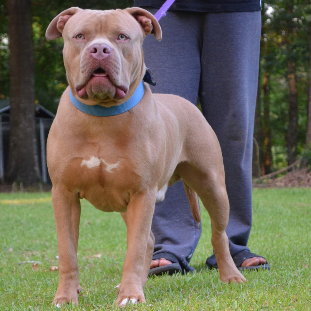 Dog Featured Image