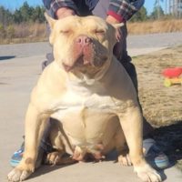 Dog Featured Image