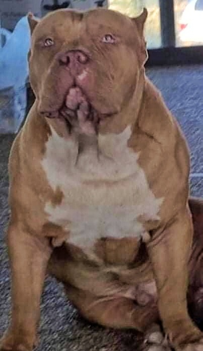 Dog Featured Image