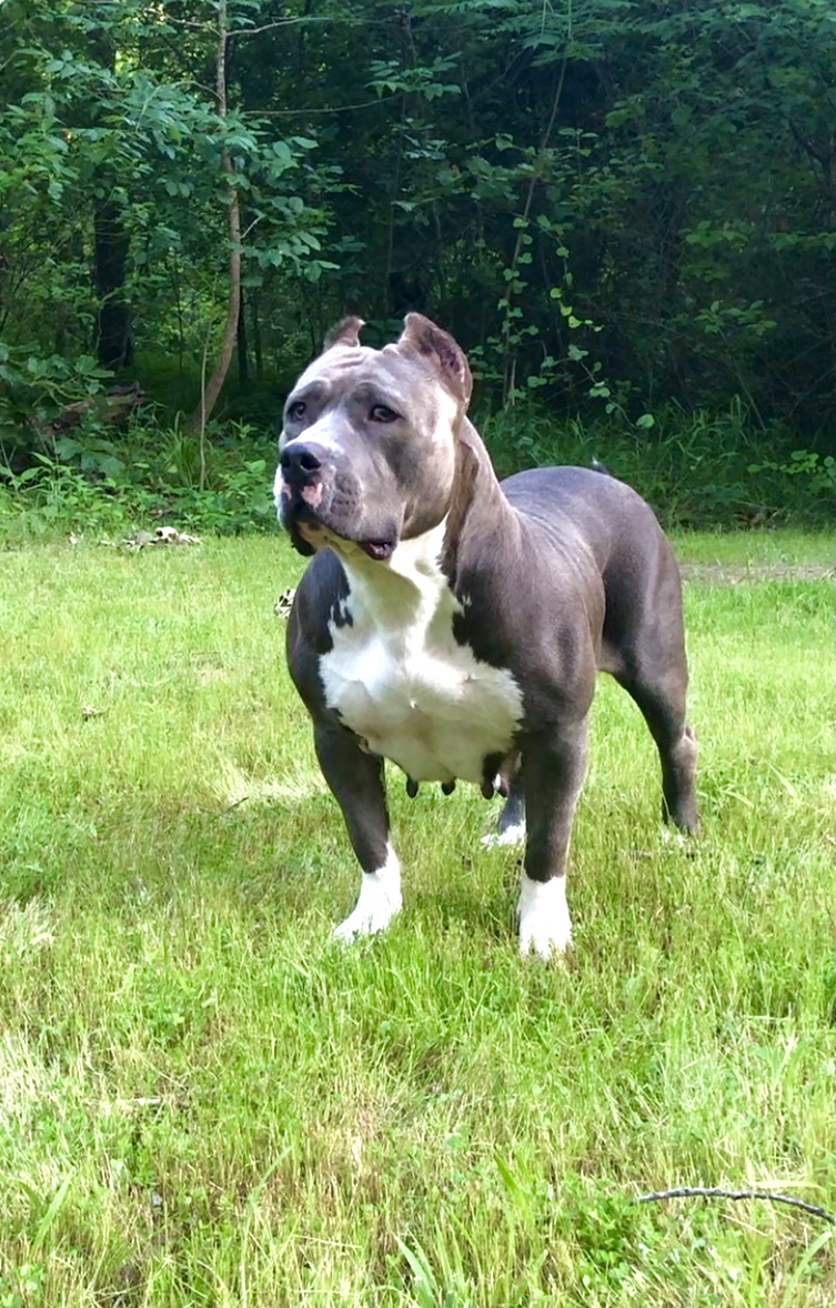 Dog Featured Image
