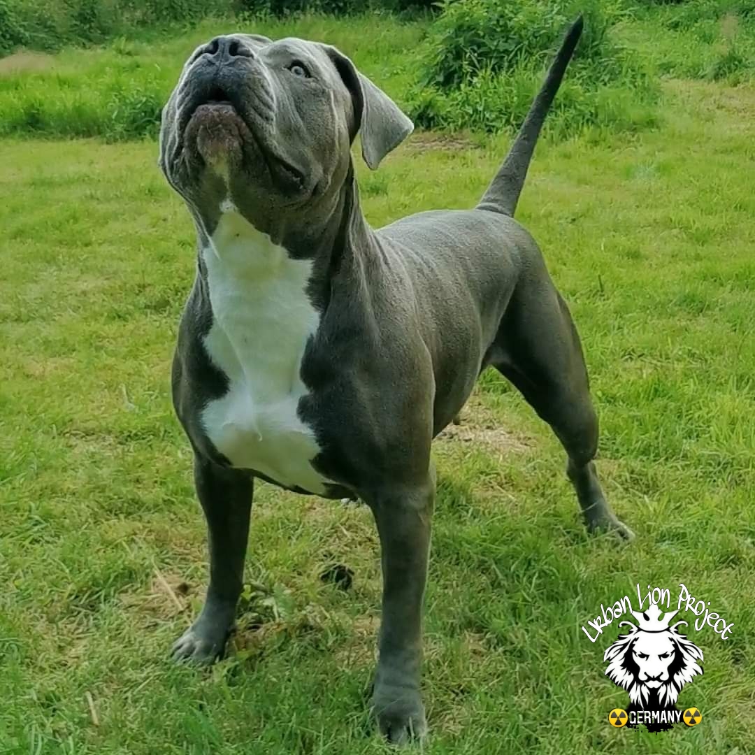 Dog Featured Image