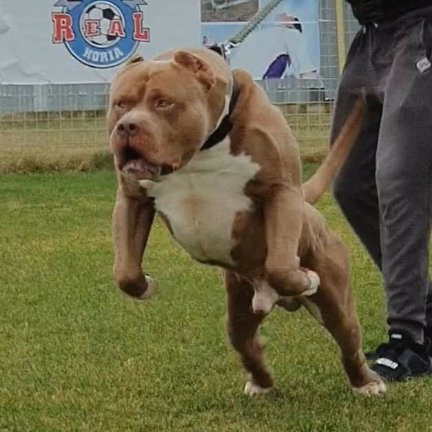 Dog Featured Image