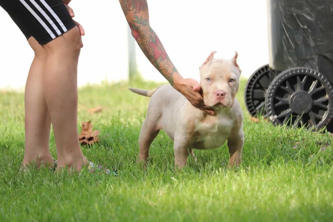 Dog Featured Image
