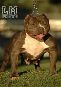 Dog Featured Image