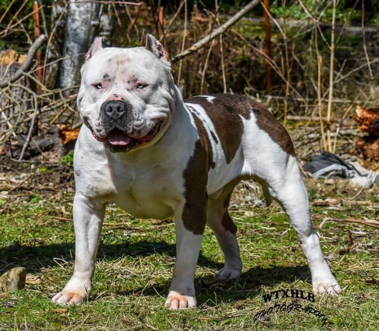 Dog Featured Image