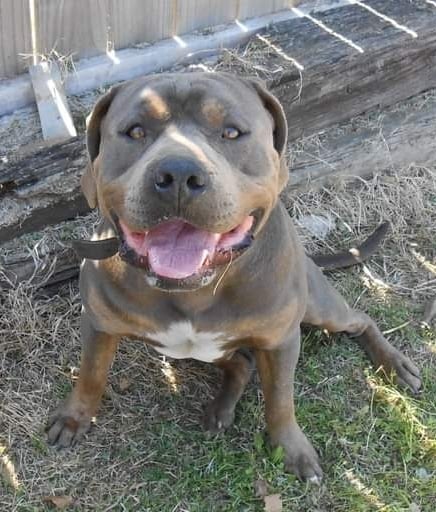 Dog Featured Image