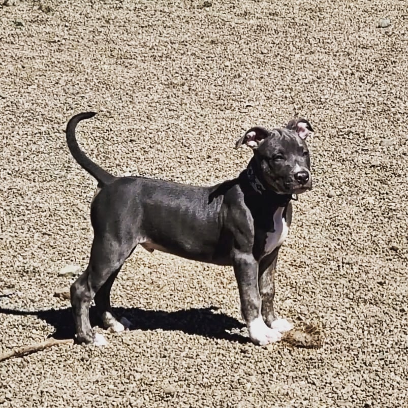 Dog Featured Image