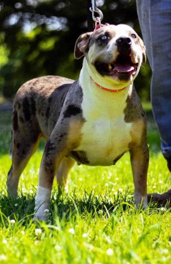 Dog Featured Image