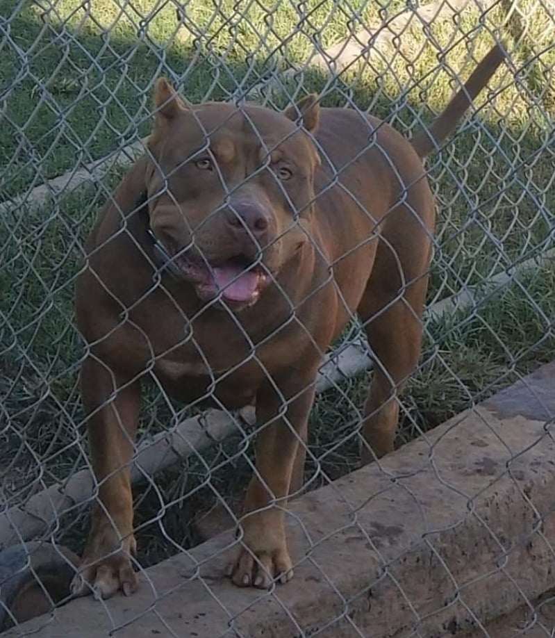 Dog Featured Image