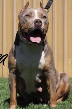 Dog Featured Image