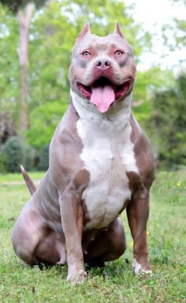 Dog Featured Image