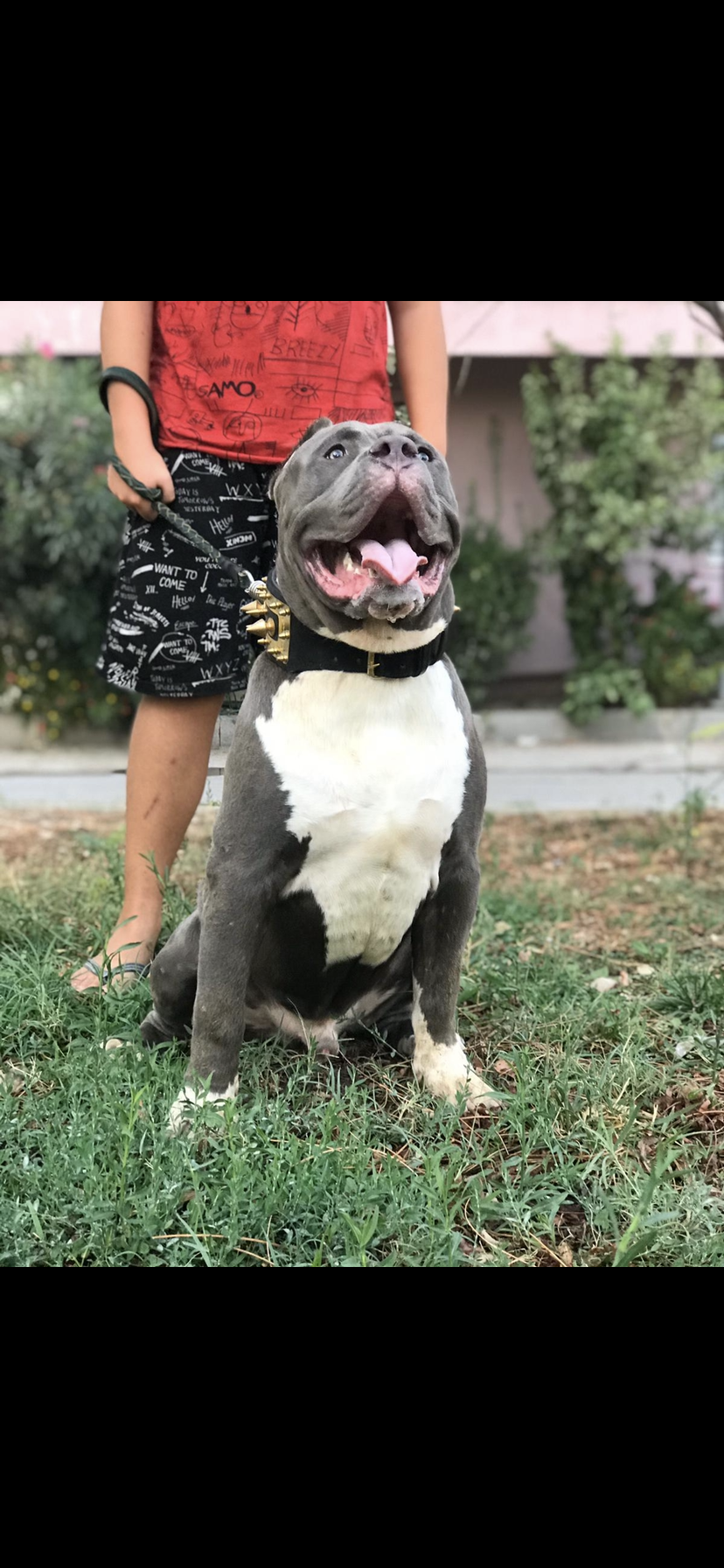 Dog Featured Image