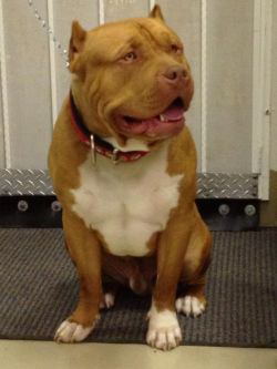 Dog Featured Image