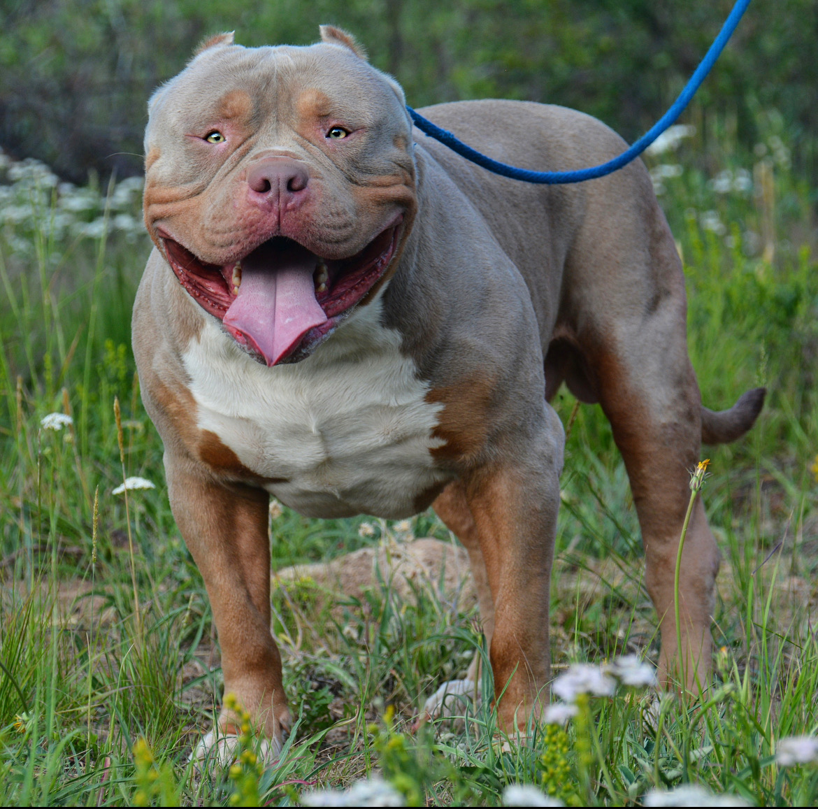 Dog Featured Image