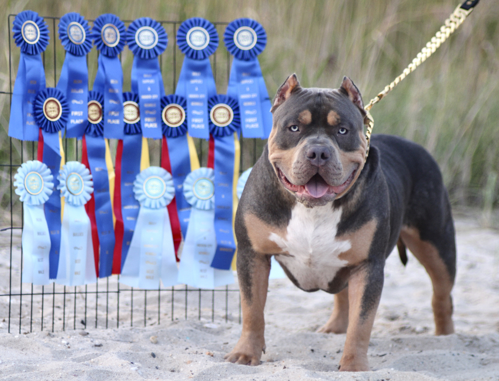 Dog Featured Image