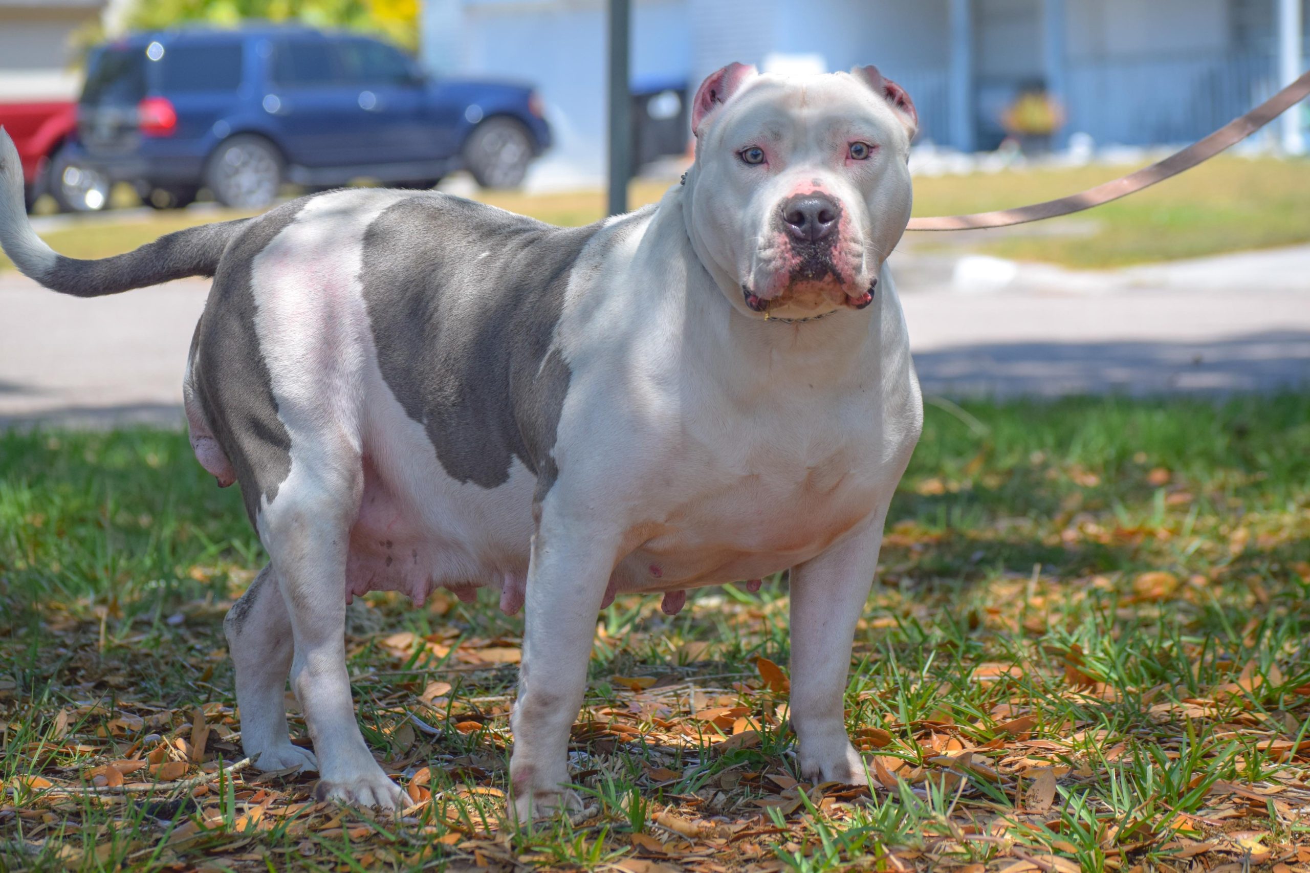 Dog Featured Image