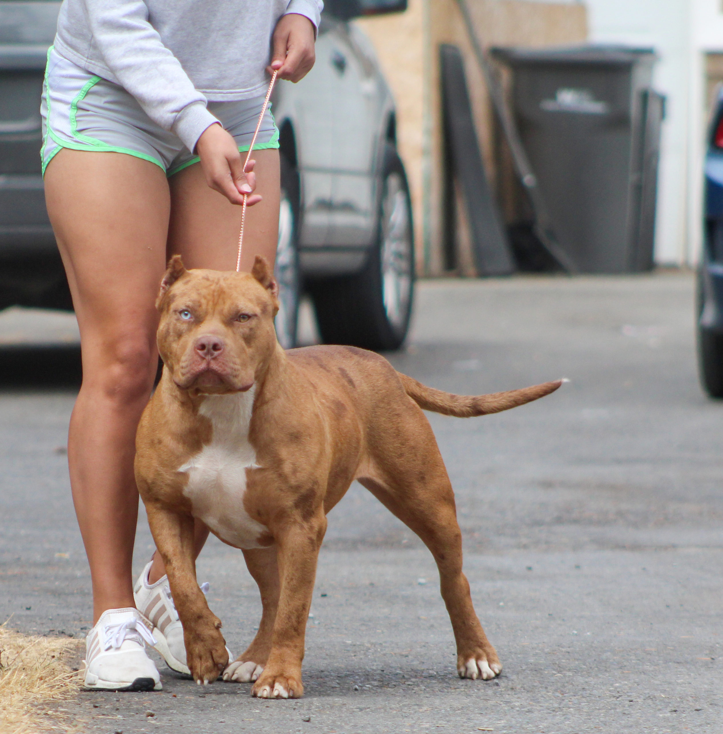 Dog Featured Image
