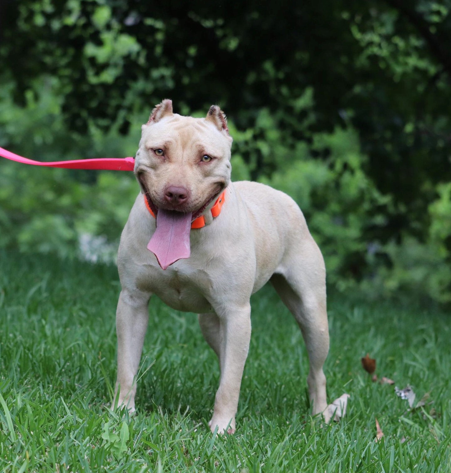 Dog Featured Image