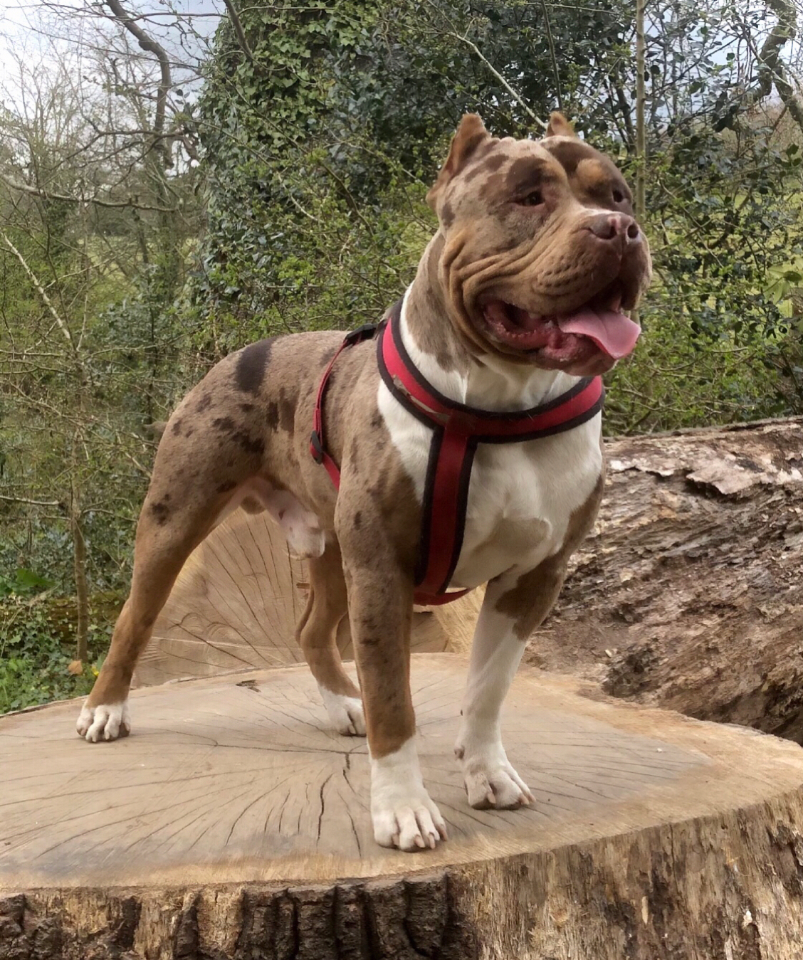 Dog Featured Image