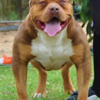 Dog Featured Image