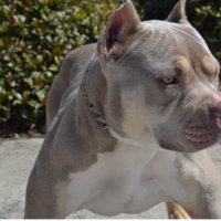 Dog Featured Image