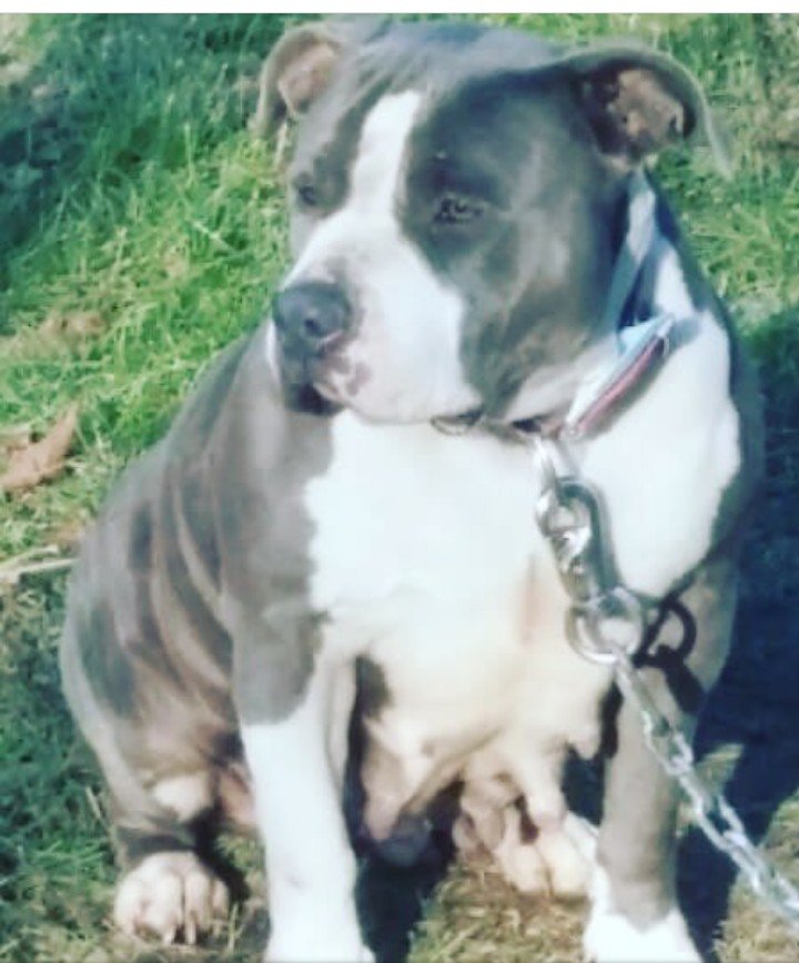 Dog Featured Image