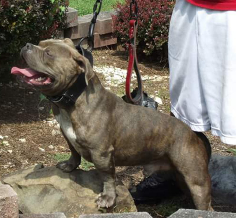 Dog Featured Image