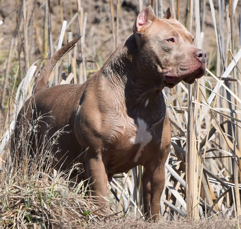 Dog Featured Image