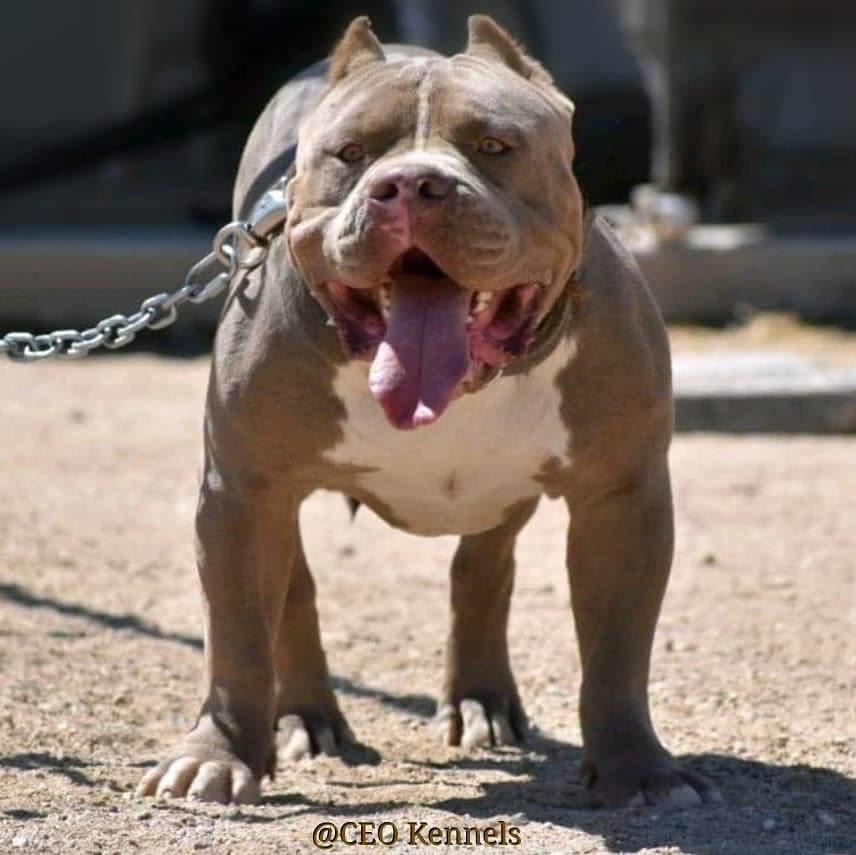Dog Featured Image