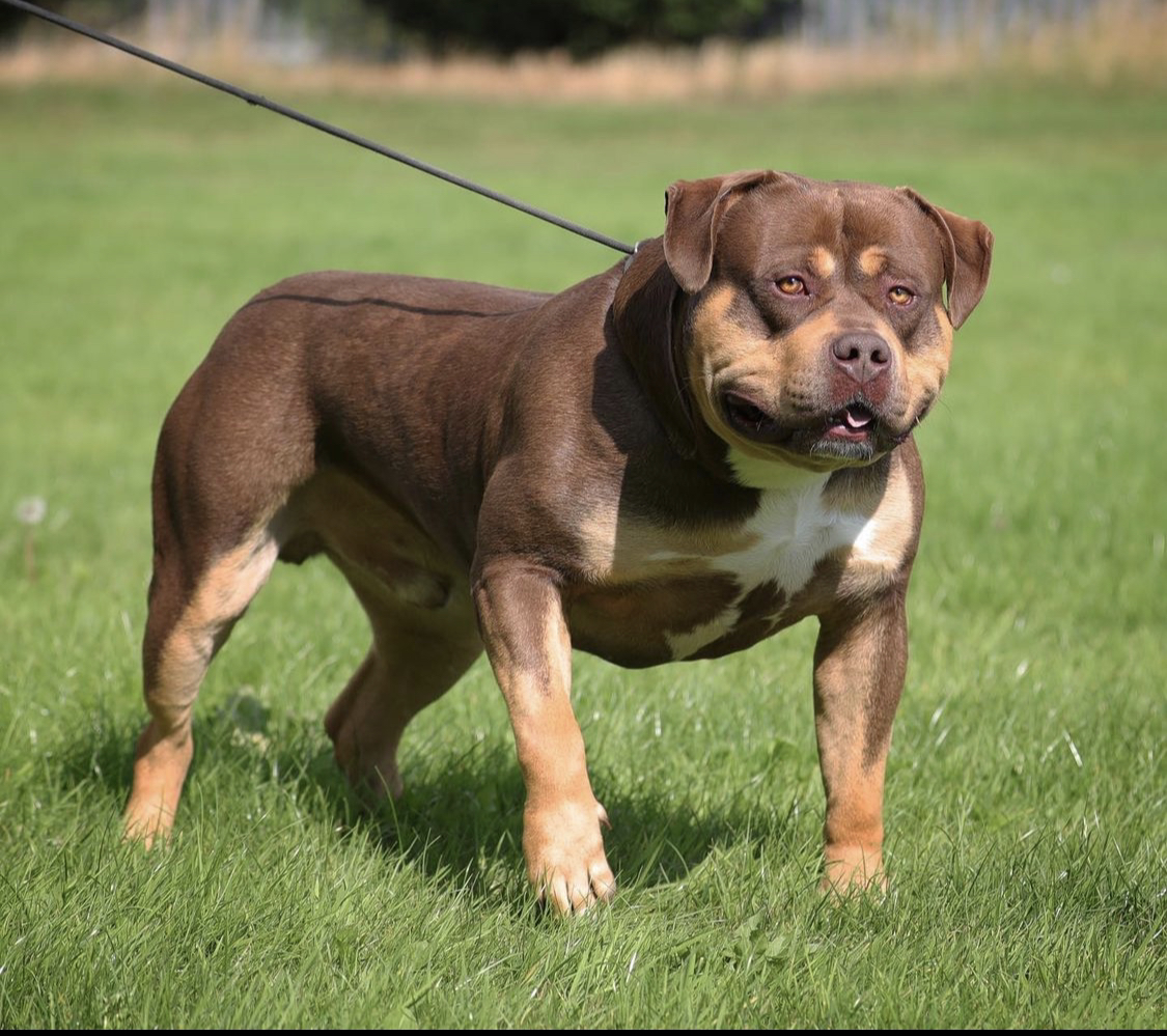 Dog Featured Image