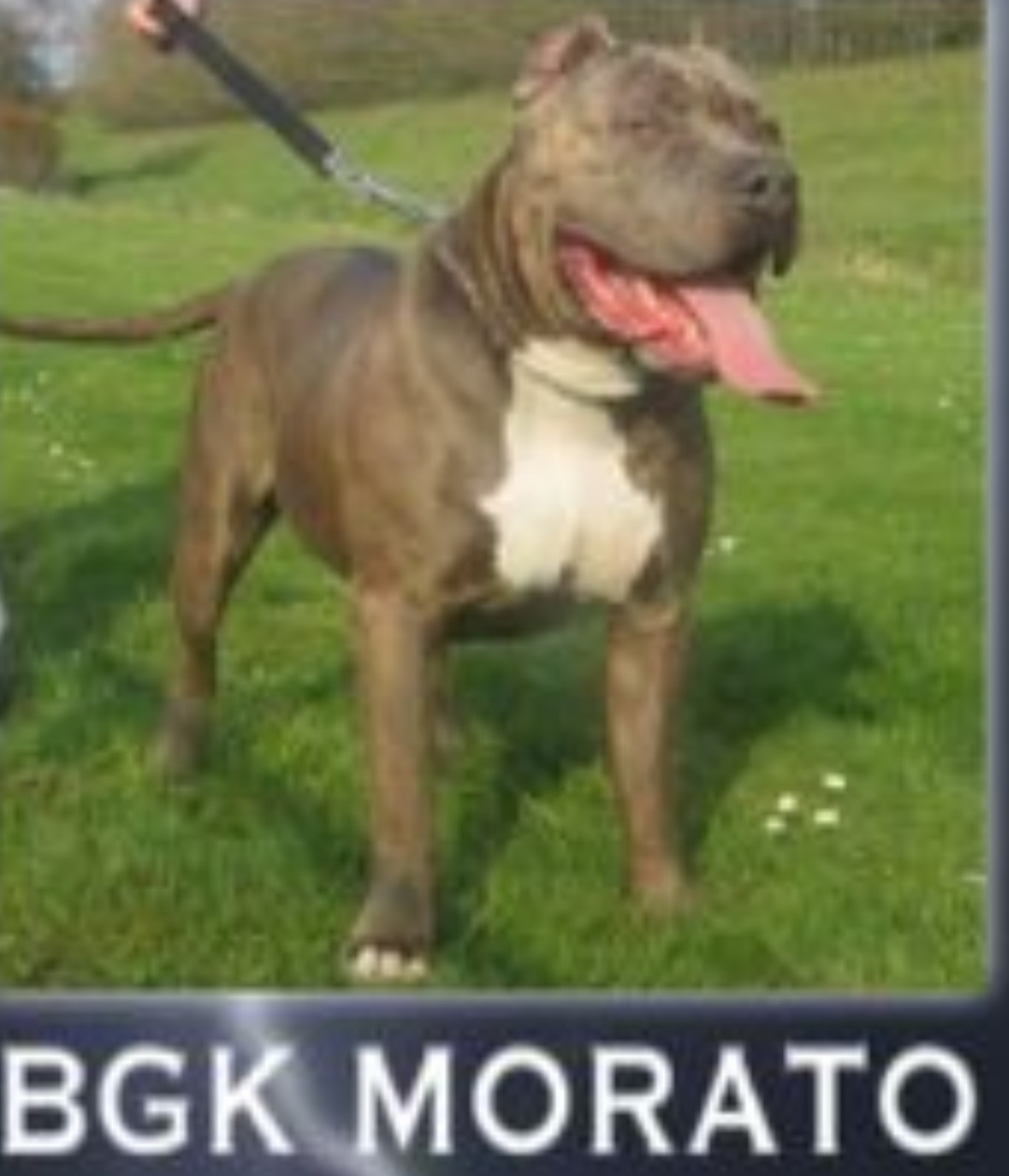 Dog Featured Image