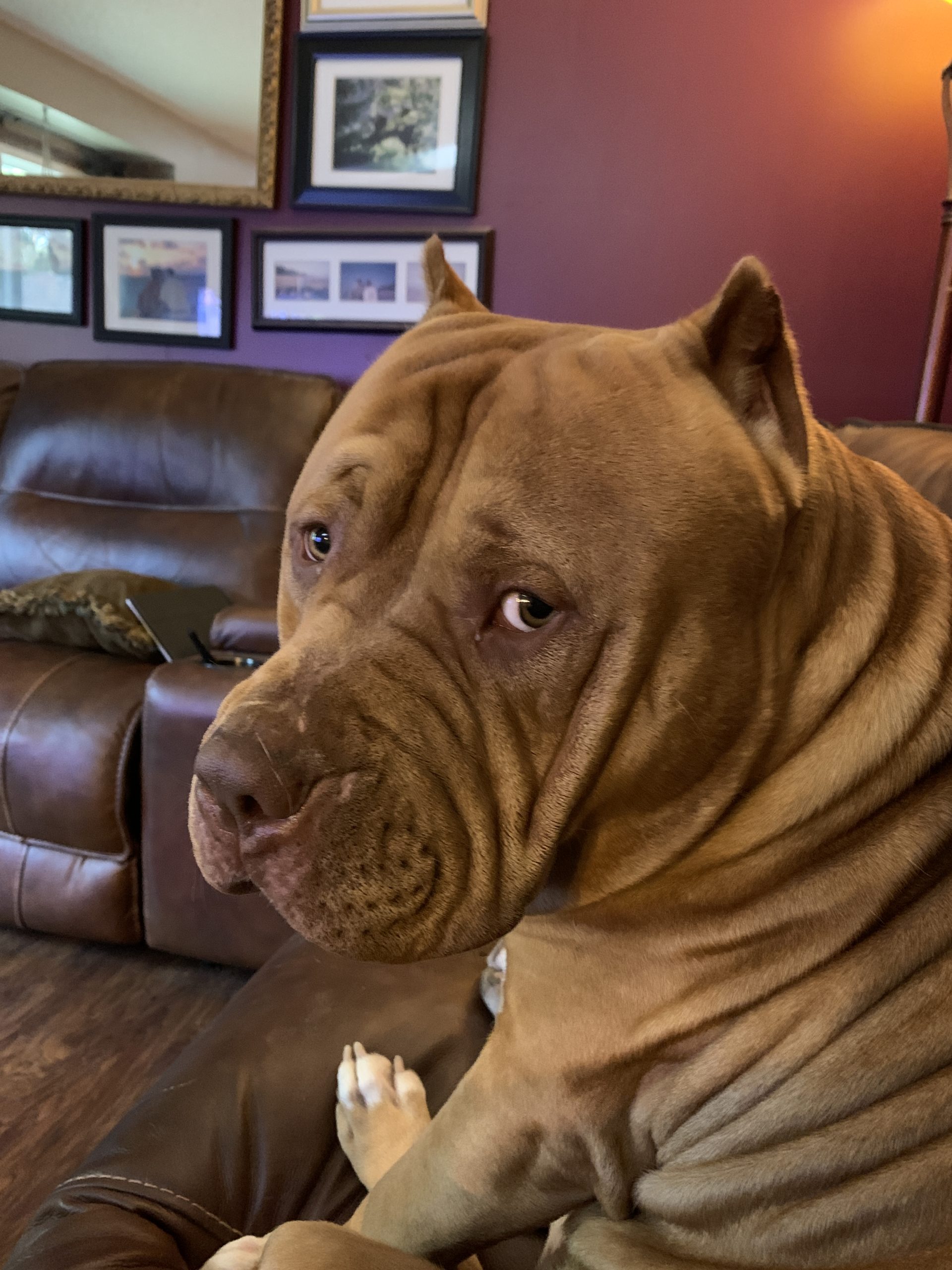 Dog Featured Image