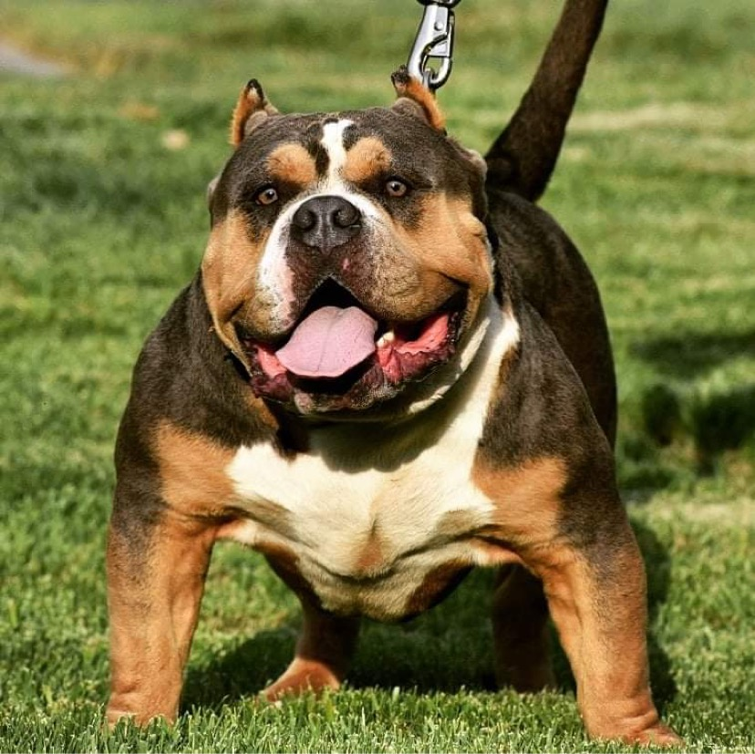 Dog Featured Image
